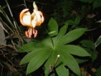 �ԕS���@�i����܂��j