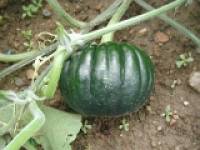 ��Z�@�i���ڂ���j