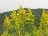 �w���A�����@�i�����������킾�������j