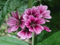 �K���@�i���ɂ������j