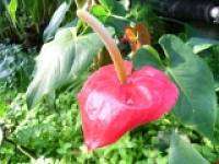 �A���X���E��