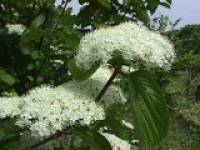 ���_���@�i���܂��݁j