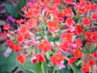 �J�����R�G