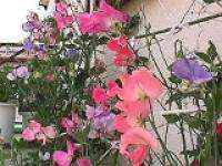 �X�C�[�g�s�[