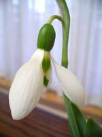 �X�m�[�h���b�v