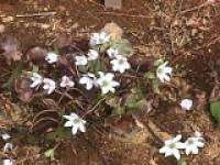 �ኄ���@�i�䂫��肻���j